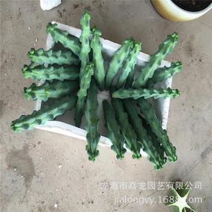 福禄寿仙人柱玉乳柱仙人柱龙神柱北欧风刺少植物盆栽仙人掌