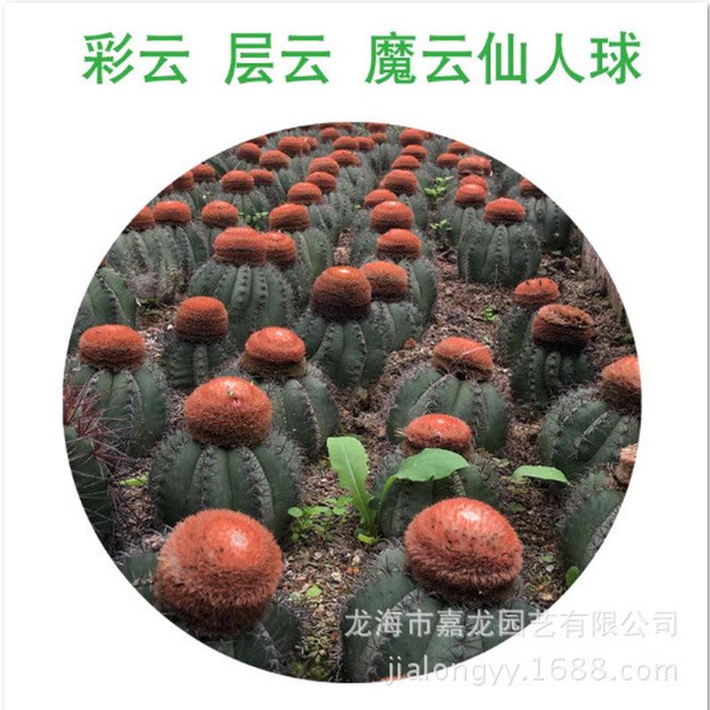 彩云层云魔云仙人球大量沙生室内植物仙人球盆栽装饰强刺仙人球