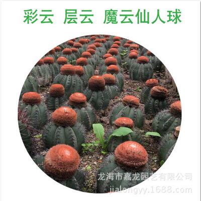 彩云层云魔云仙人球大量仙人球盆栽植物室内沙生装饰强刺仙人球