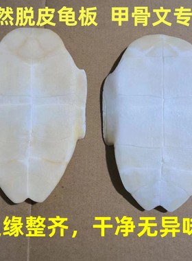 甲骨文龟壳雕刻天然真乌龟壳专用龟甲骨学生描绘涂色脱皮文教用品