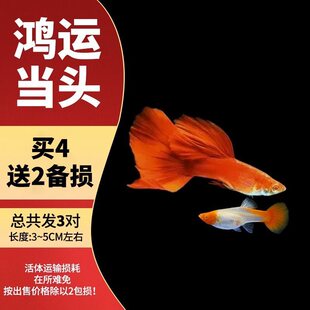 孔雀鱼观赏鱼宠物热带小型淡水冷水好养耐凤尾花鳉活鱼苗宠物孕母