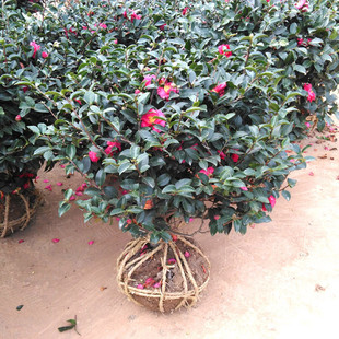 茶梅树球型植物品种财神丹玉昭和花苗茶梅四季绿植物花卉茶梅盆栽