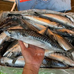 冷冻青花鱼400-600克40斤/件醋原条青花鱼挪威青鱼