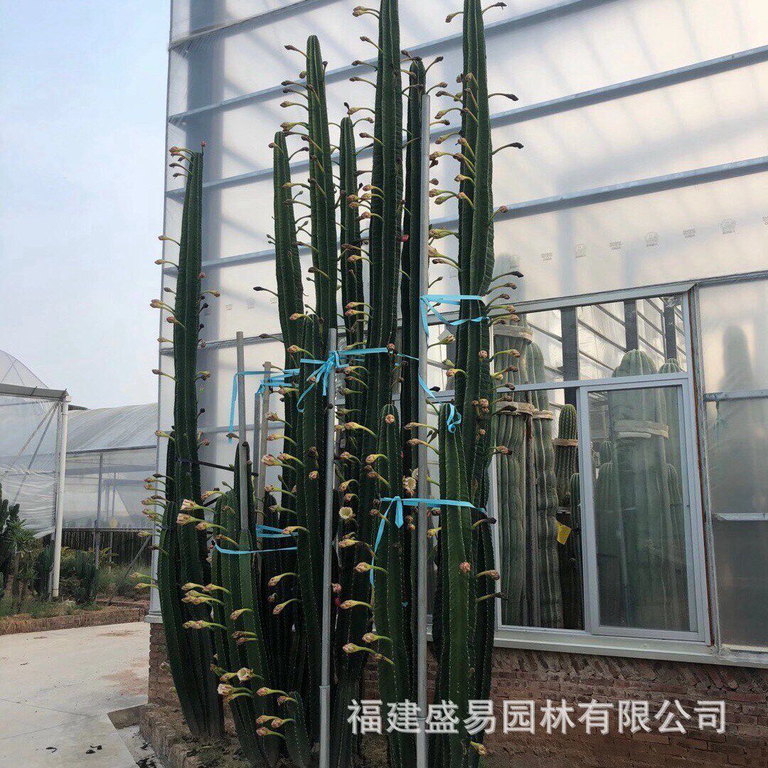 沙漠植物近卫柱果虎霸王树武轮大凤青衣柱蓝柱天女之舞双头柱龙