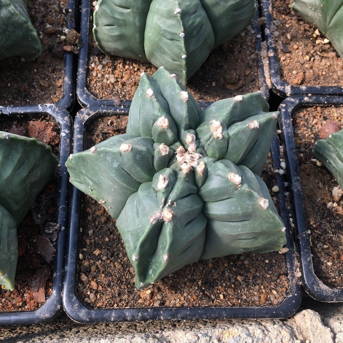 仙人球蓬莱宫盆栽番杏科多肉植物实生仙人球龟甲玉风鸾,3C数码配件,USB灯,淘宝优惠券,粉丝福利购,淘宝优惠卷