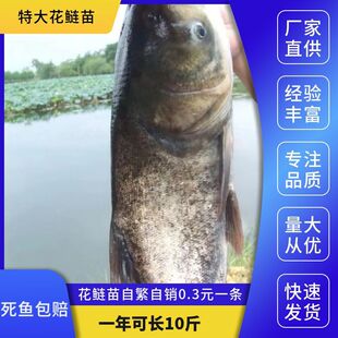 大花鲢鱼苗鱼苗好养殖大规格鲢鳙鱼苗胖头鱼雄鱼大头淡水草鱼包活
