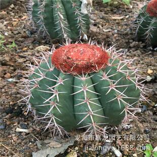 碧云实生仙人球沙生云植物藏开花15公分左右出云沙漠花卉植物观赏