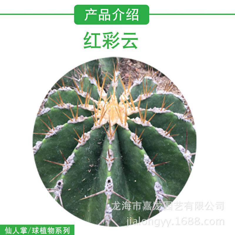 红彩云植物沙生实生仙人球盆栽植物大型仙人球植物沙漠