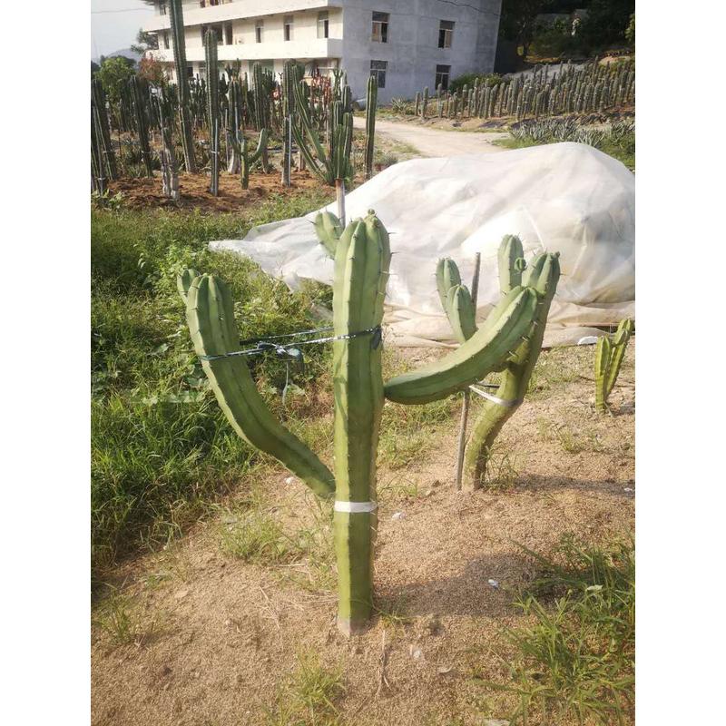 龙神馆生态沙生木多桨植物仙人掌仙人柱生产基地沙漠之舟景观