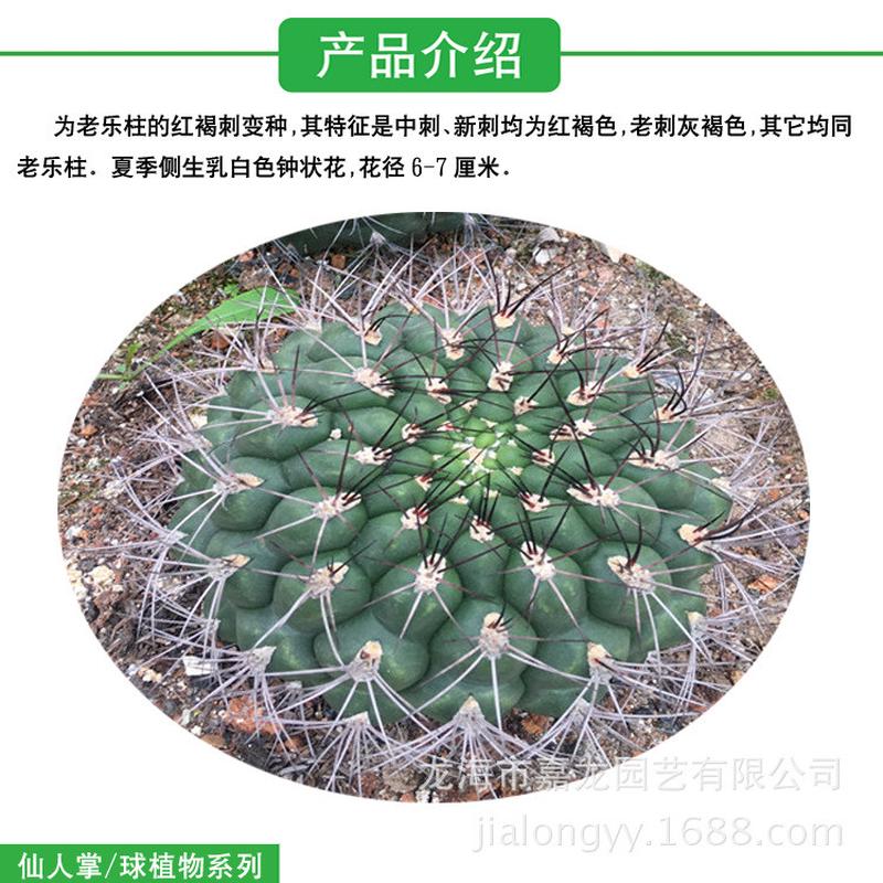 新天地仙人球实生豹子头热带沙生植物多多肉植物浆裸萼球属