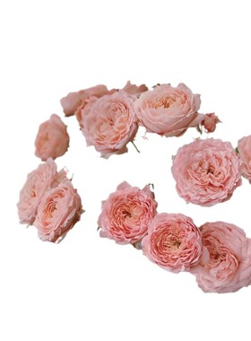 12-稀有品种多头玫瑰-朱丽叶塔奥斯汀花型（不拒收售后）插花