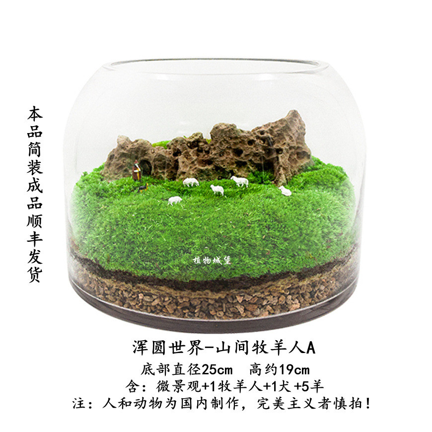 2u8k青苔苔藓植物微缩闷养瓶微景观微观生态瓶景观盆栽盆景造景成