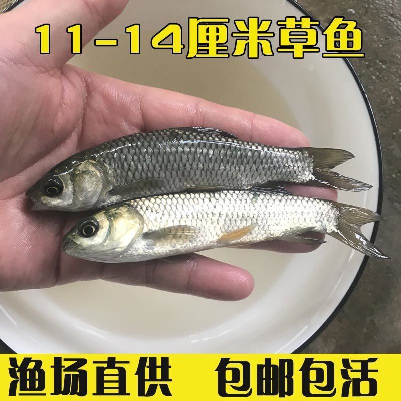 大草鱼苗淡水养殖皖鱼苗批发食蚊活鱼鱼小草特大半斤草鱼四大家鱼