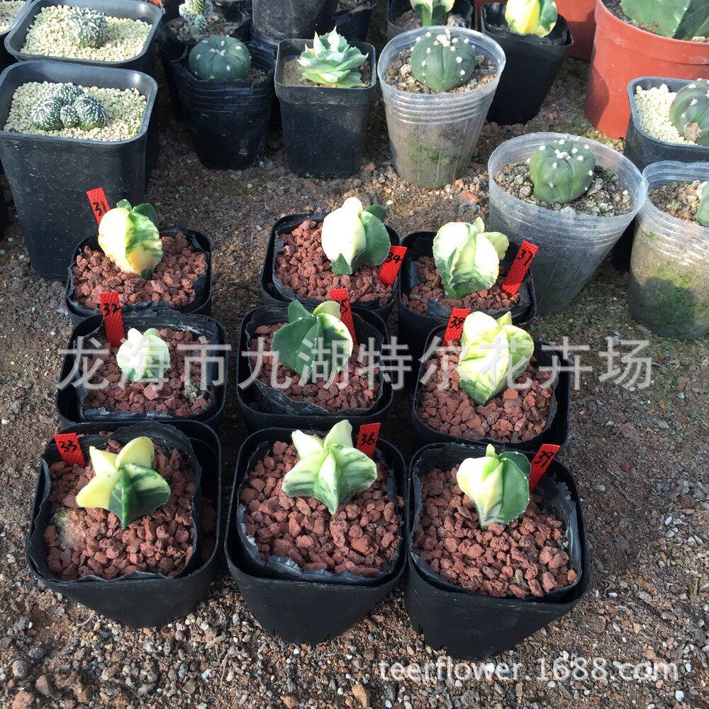 仙人球鸾凤【玉锦】2-3cm