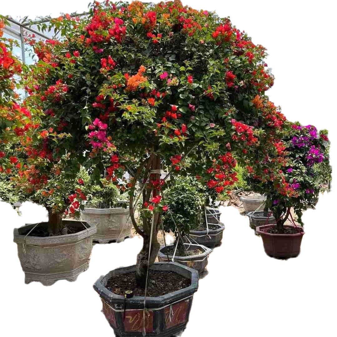 造型红花三角梅桩景报价重庆多色树桩桩头福建三角梅三角梅价格