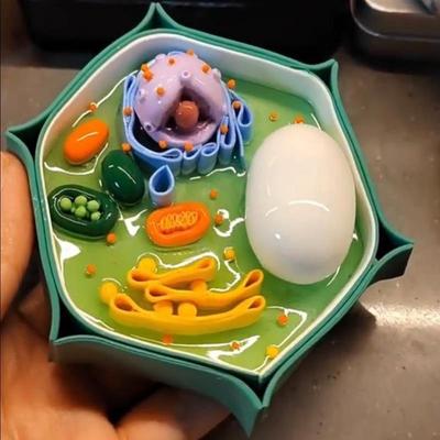 细胞模型制作材料学生初一生物课作业七年级植物细胞模型细胞模型