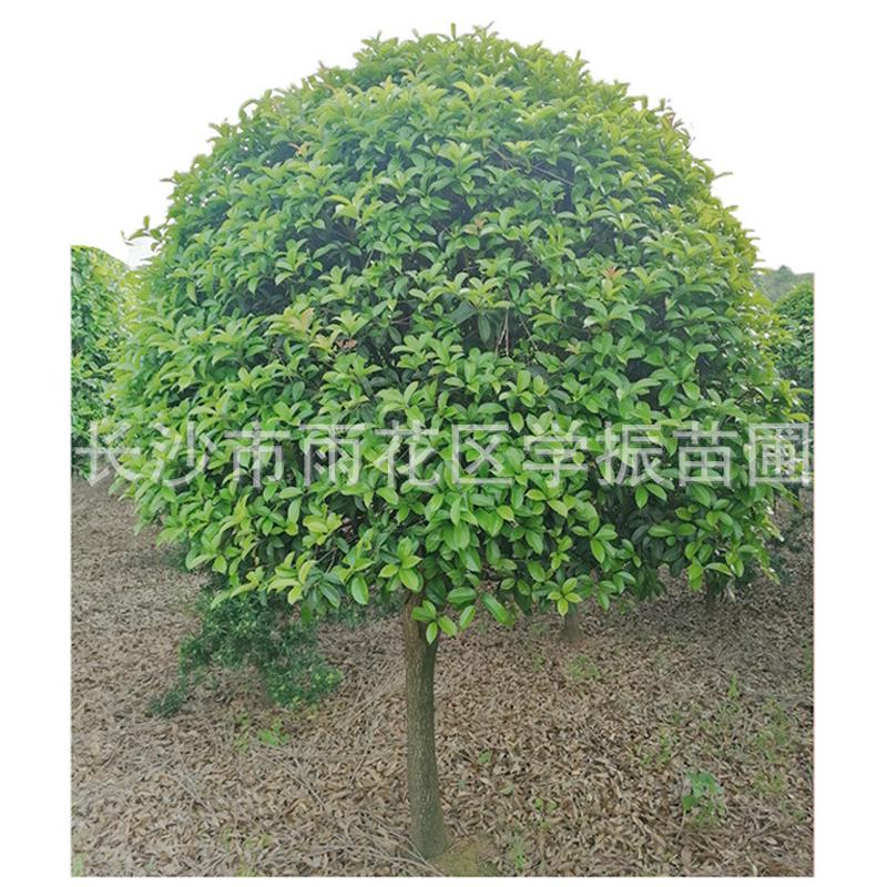苗圃自产精品桂花树桂花树桂花树风景桂花球桂花小苗苗木