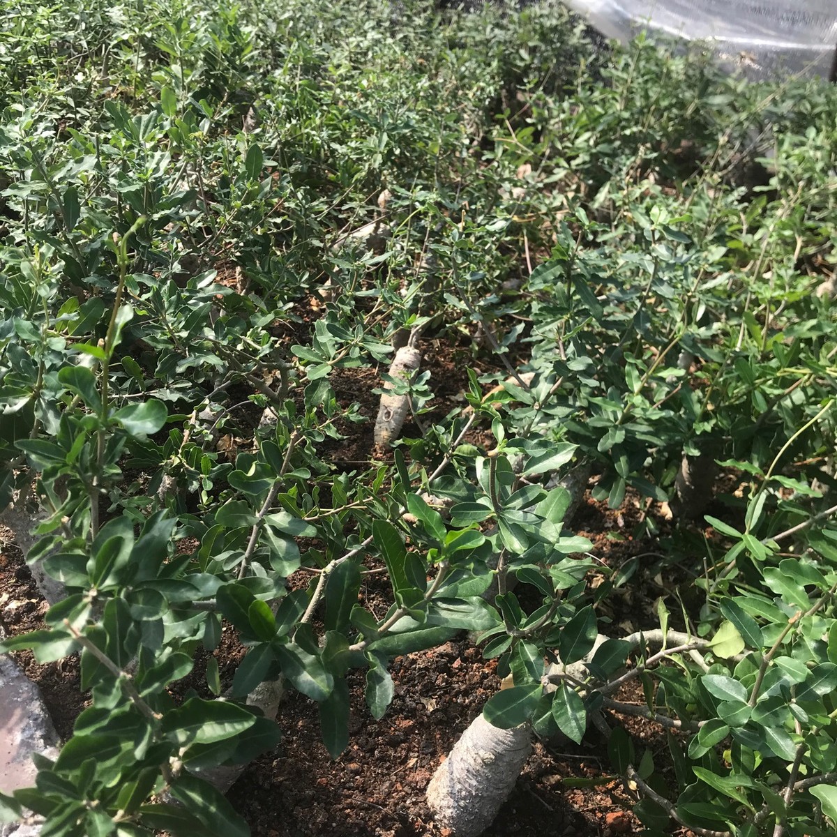 盆栽掌形不含批发多肉火星人块根萝藦科多肉植物仙人球仙人掌盆