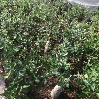 盆栽掌形不含盆多肉火星人块根萝藦批发多肉植物仙人球仙人掌科