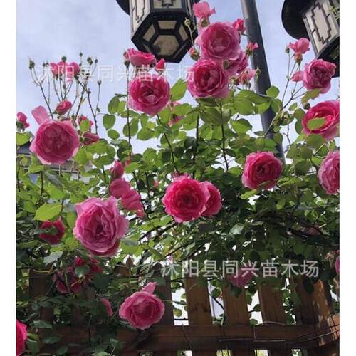 1.3-1.4米庭院爬藤植物藤本月季花卉盆栽