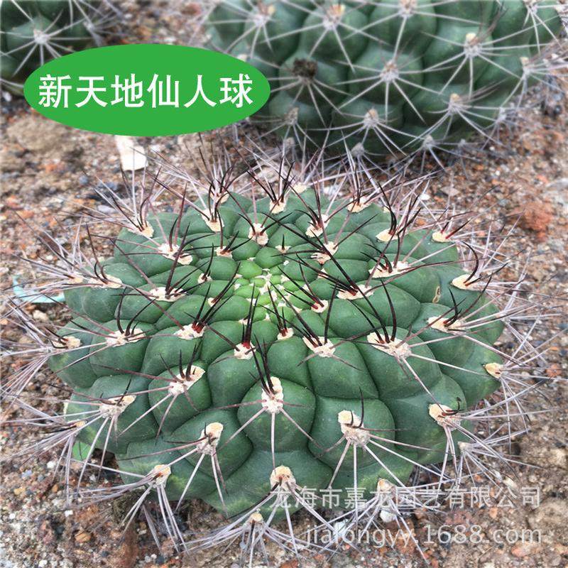 新天地仙人球实生豹子头热带沙生植物多浆裸多肉植物萼球属