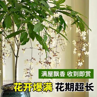 垂丝茉莉花期超长的花卉盆栽易活四季室内植物带花苞绿植好养厂家