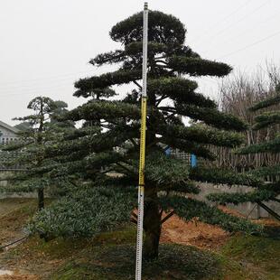 罗汉松造型盆景供应罗汉松造型树精品造型罗汉松庭院造型桩景价格
