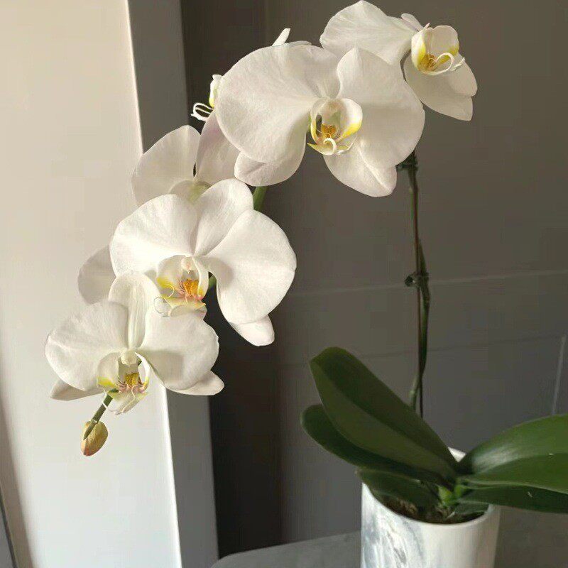 蝴蝶兰批发年宵花鲜切花基地直批婚庆布置花店摆摊用花