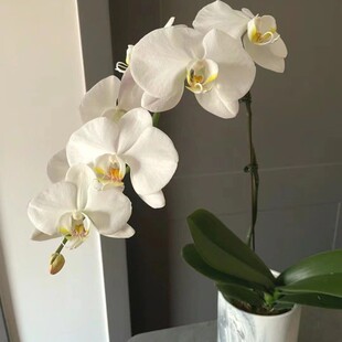 蝴蝶兰批发年宵花鲜切花基地直批婚庆布置花店摆摊用花