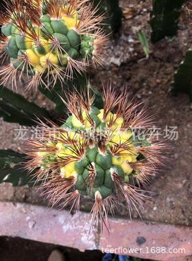 新天锦天王锦海王锦巨象地锦耕耘锦稀有品种仙人球