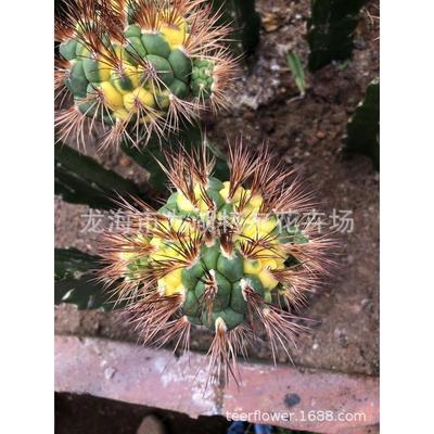 巨象锦天王锦海王锦新天稀有耕耘锦地锦品种仙人球