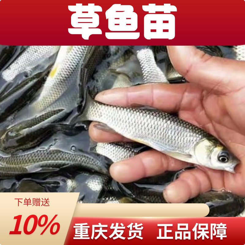 优质草鱼苗淡水养殖发货包活便宜快食用鱼苗重庆市特大号