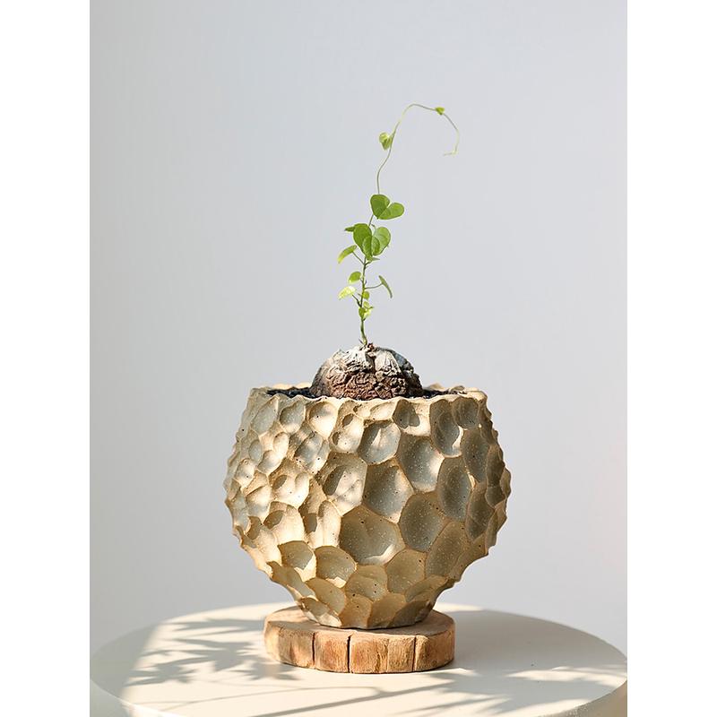 日式陶瓷花盆块根兰花创意盆景多肉蝴蝶兰盆栽陶盆陶土山乌龟粗陶