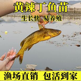 黄骨鱼苗黄辣丁鱼苗淡水丫头黄颡鱼苗黄养殖黄鸭叫昂刺鱼苗批发