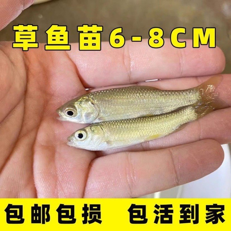 大草鱼苗淡水养殖小草鱼苗批发食蚊皖鱼活鱼特大半斤草鱼四大家鱼