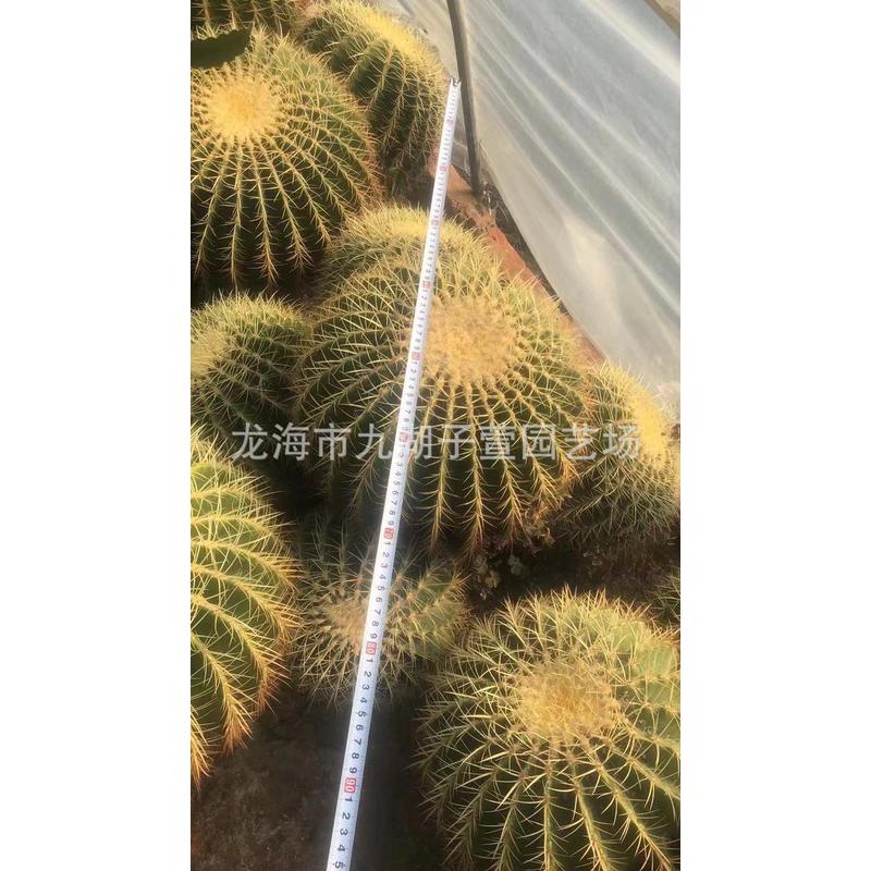 大盆栽金虎群仙人球仙人掌多肉植物景观造景多头景观沙生植物