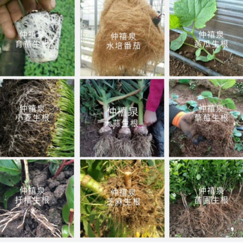 生根粉液移栽生根剂扦插生根发跟水壮苗剂水溶肥液体肥微生物