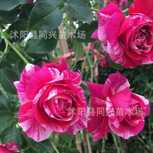 1.3-1.4米藤本月季爬藤植物庭院花卉盆栽