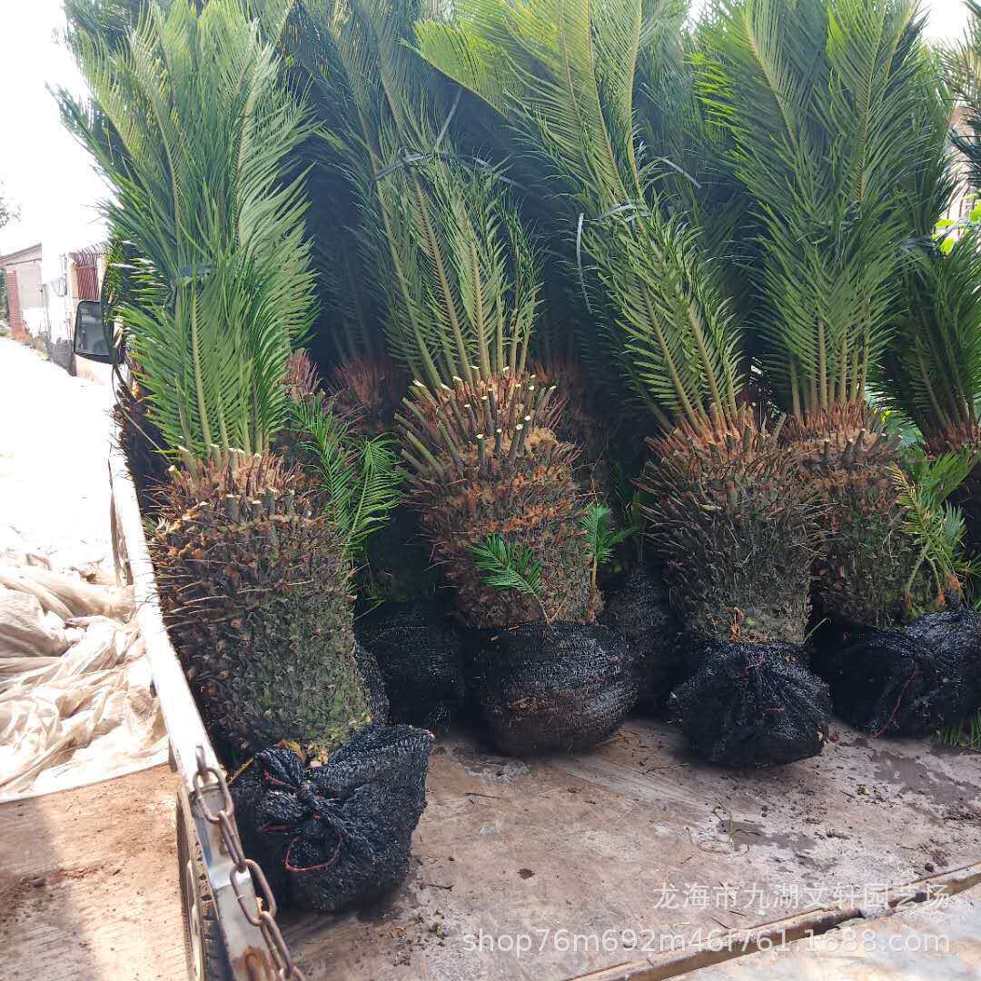 单杆铁树规格大量种植销售 多产地 多头铁树盆景 丛生铁树批发