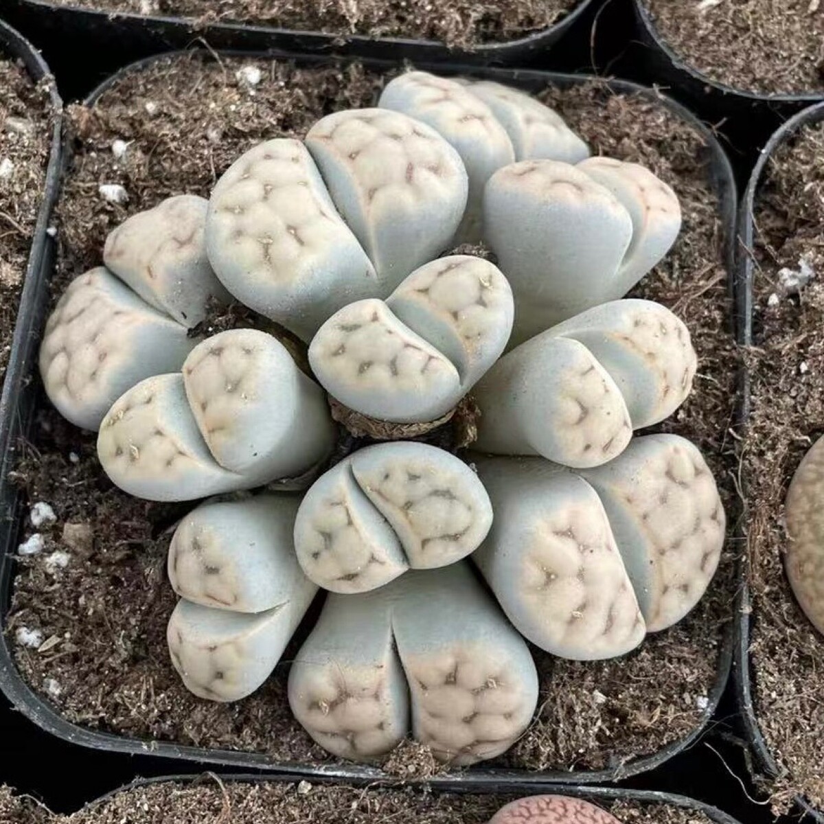 生石花母本10-15个头超大生石花群生lithops基地自产自销
