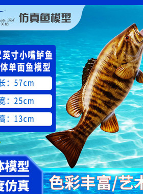 热销小嘴鲈鱼立体室内装饰玻璃钢雕塑仿真鱼单面海洋工艺品墙壁挂