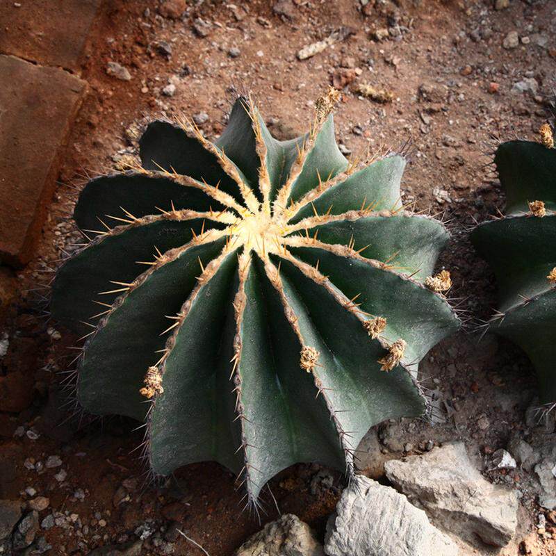 仙人球王冠龙蓝筒掌大型沙生植物造景花卉盆栽植物基地直发