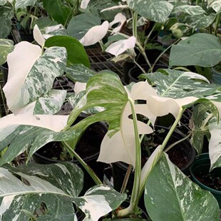 热销洒金龟背竹锦白龟