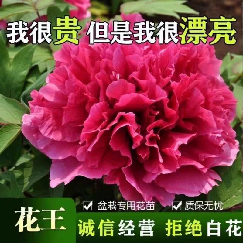 牡丹花盆栽带花苞重瓣树苗开花花期超长适合庭院种的花阳台花厂家