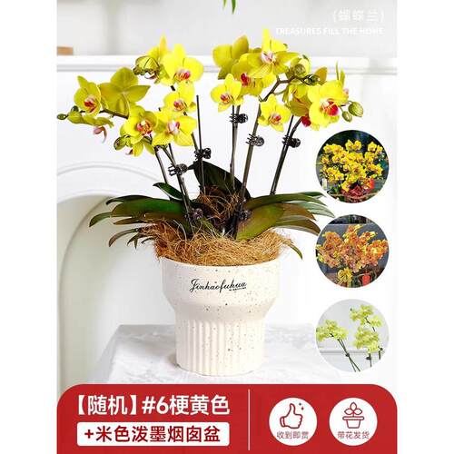 蝴蝶兰盆栽带花精品兰活花冬季开花客厅室内绿植花卉好养花大花苗