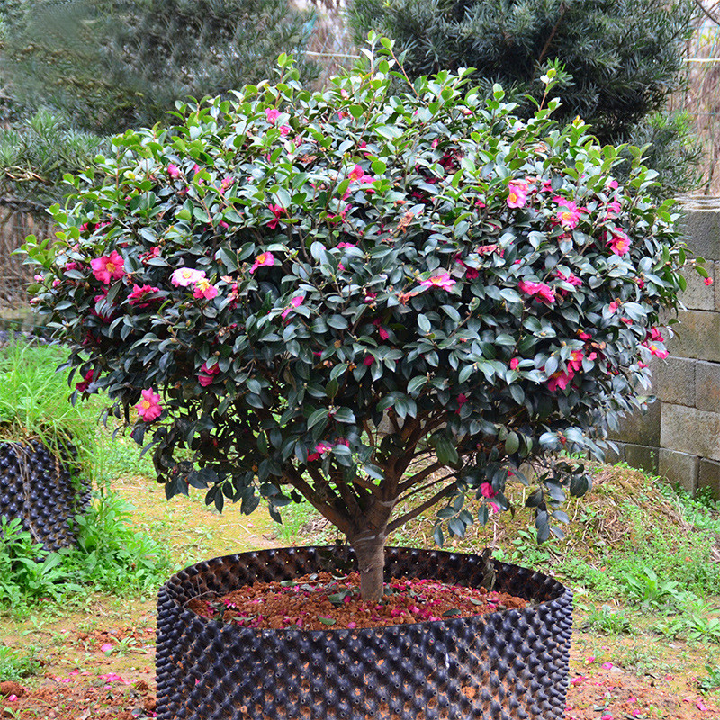 茶梅树植物球型品种财神丹玉昭和茶梅花苗四季绿植物花卉茶梅盆栽