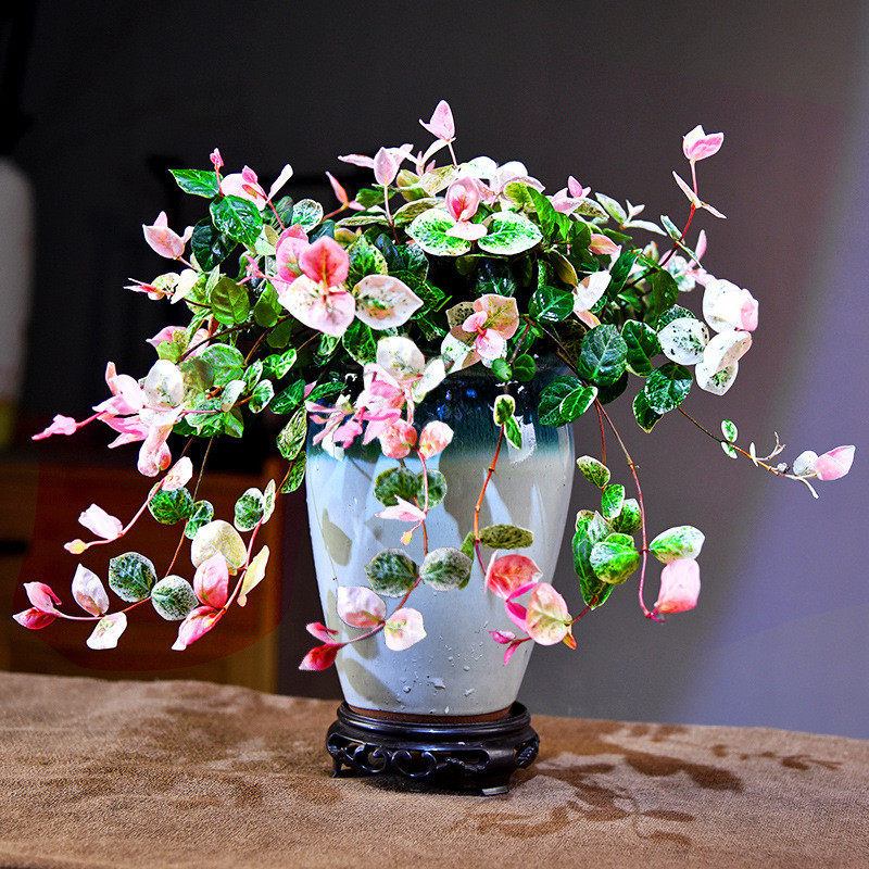 爬藤植物藤本植物带盆栽好络石卧室室内书房盆景盆栽绿植,鲜花速递/花卉仿真/绿植园艺,时令草本花卉,淘宝优惠券,粉丝福利购,淘宝优惠卷