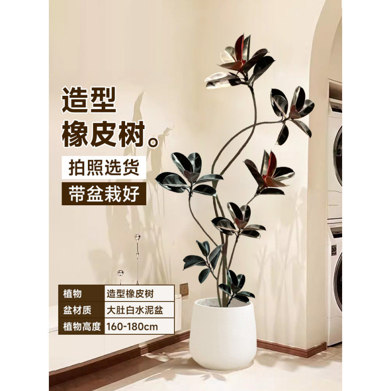 黑金刚橡皮树客厅大盆栽绿植办公室内大型植物落地式大号真植禄花