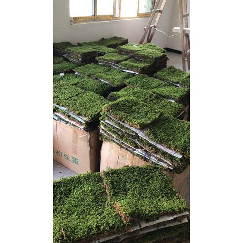 鲜活野生新鲜白发草皮苔藓短绒园林灰藓大花园植物造景微景观材料