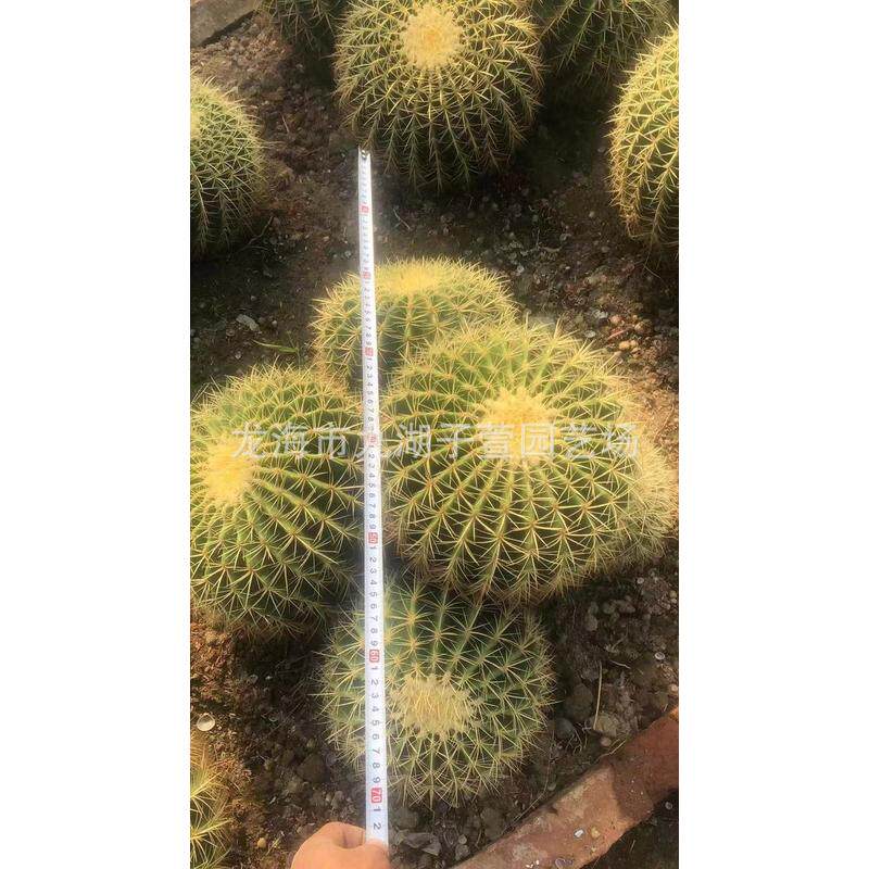 植物多头金虎群仙人球仙人掌多肉植物景观造景盆栽景观沙生大